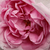 Rose - Rosiers portland - Madame Knorr